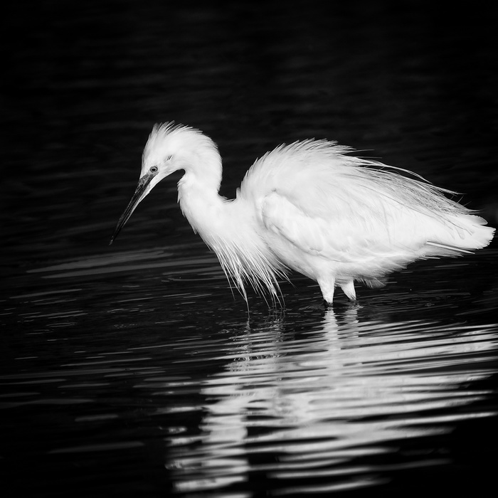 Aigrette Garzette